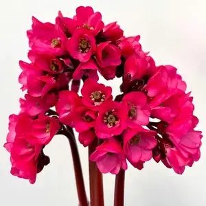 Bergenia 'Vintage Rose' - image 4