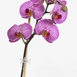 BetterGrow Plant Support Dragonfly Clips - image 2