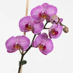 BetterGrow Plant Support Daisy Clips - image 2