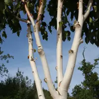 Betula