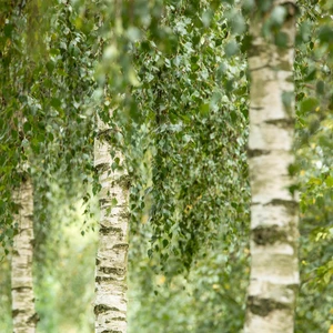 Betula 'Doorenbos'