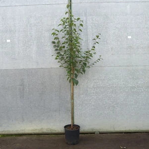 Picture - Yorkshire Plants