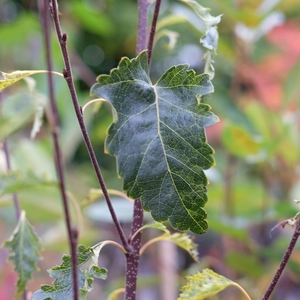 Betula pendula 'Fuzzy Feathers'