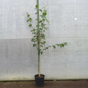 Betula utilis subsp. jacquemontii 'Grayswood Ghost' 12L