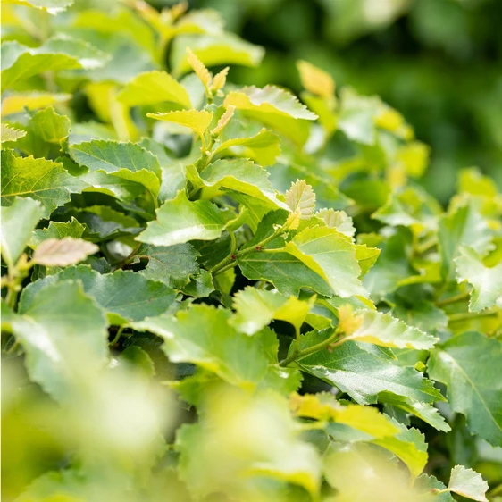 Betula utilis 'Magical Globe' 15L Standard - image 2