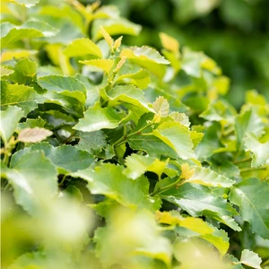 Betula utilis 'Magical Globe' 15L Standard - image 2