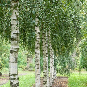 Betula pendula - image 1