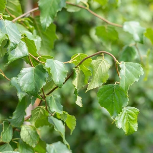 Betula pendula - image 2