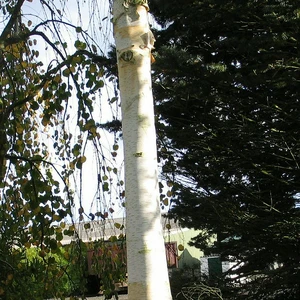 Betula utilis subsp. jacquemontii 'Snow Queen' 12L Multi Stem
