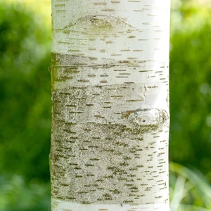 Betula utilis - image 4