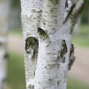 Betula utilis - image 1