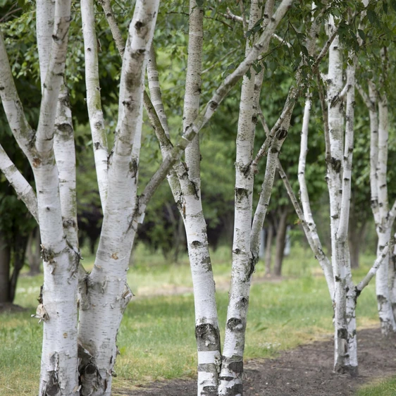 Betula utilis - image 3