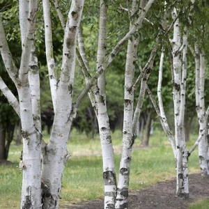 Betula utilis - image 3