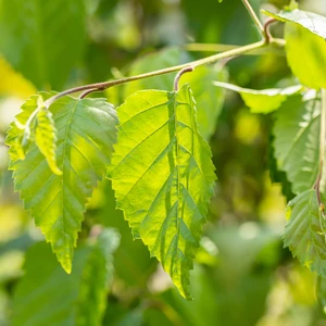 Betula utilis - image 2