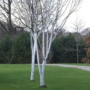 Betula utilis var. jacquemontii 35L Multi Stem - image 1