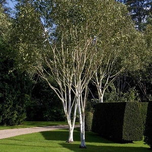 Betula utilis var. jacquemontii 45L - image 2