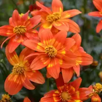 Bidens