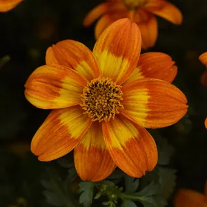 Picture - Ball Horticultural