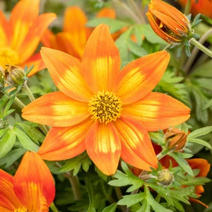 Bidens 'Taka Tuka Orange Yellow Brush'