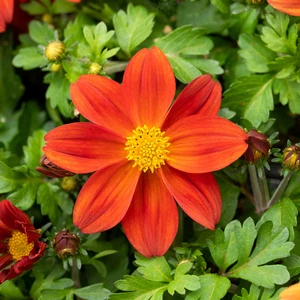 Bidens 'Taka Tuka Red Glow'