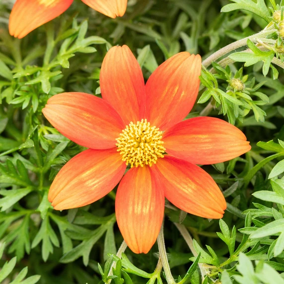 Bidens 'Taka Tuka Red Yellow Centre'