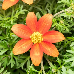 Bidens 'Taka Tuka Red Yellow Centre'