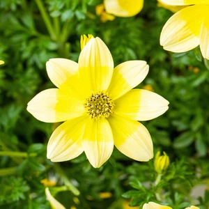 Bidens 'Taka Tuka White And Yellow'