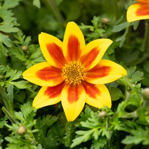 Bidens 'Taka Tuka Yellow Red Star'