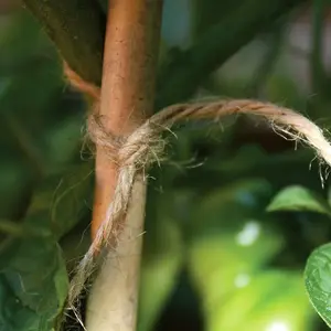 Biodegradable Jute Twine - Brown