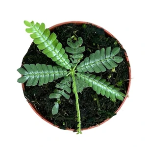 Biophytum zenkeri - image 2