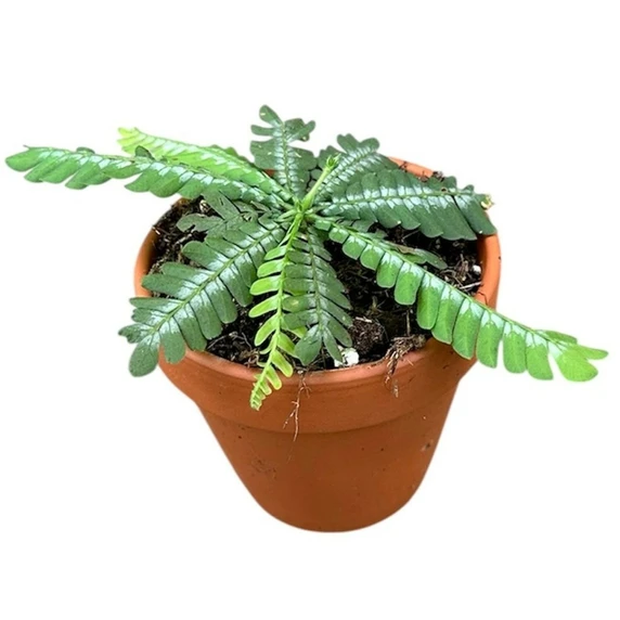 Biophytum zenkeri - image 1