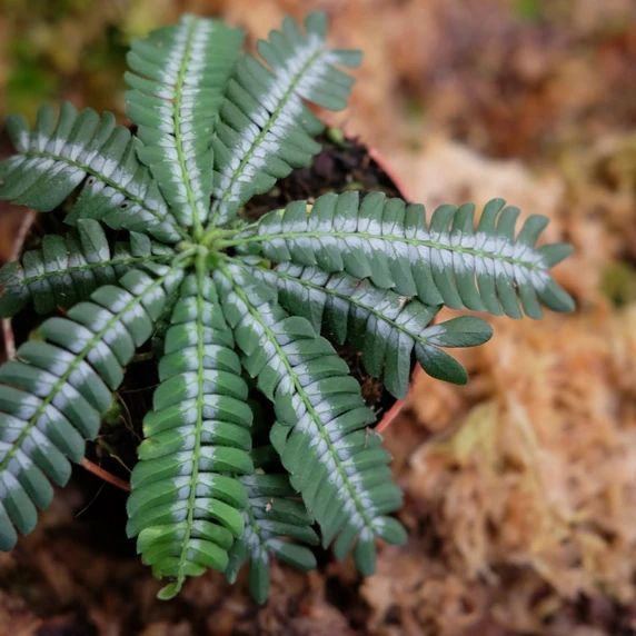 Biophytum zenkeri - image 1