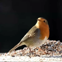 Bird Food