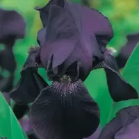 Black Perennials