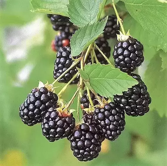 Blackberry 'Navaho Big and Early'
