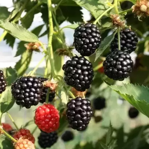 Blackberry 'Navaho Summerlong'