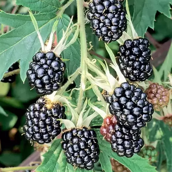 Blackberry 'Oregon Thornless'