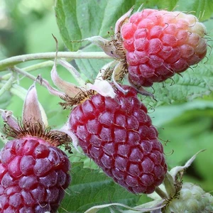 Tayberry 'Buckingham' 3L