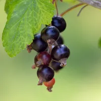 Blackcurrant
