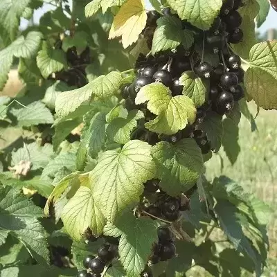 Blackcurrant 'Baldwin'