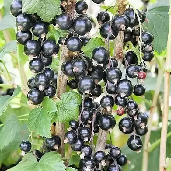 Blackcurrant 'Ben Alder'