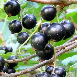 Blackcurrant 'Ben Lomond'