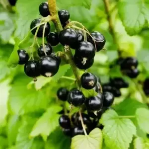 Blackcurrant 'Ben Sarek'