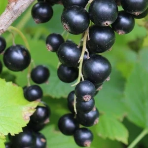 Image Credit: Diderk Heinje