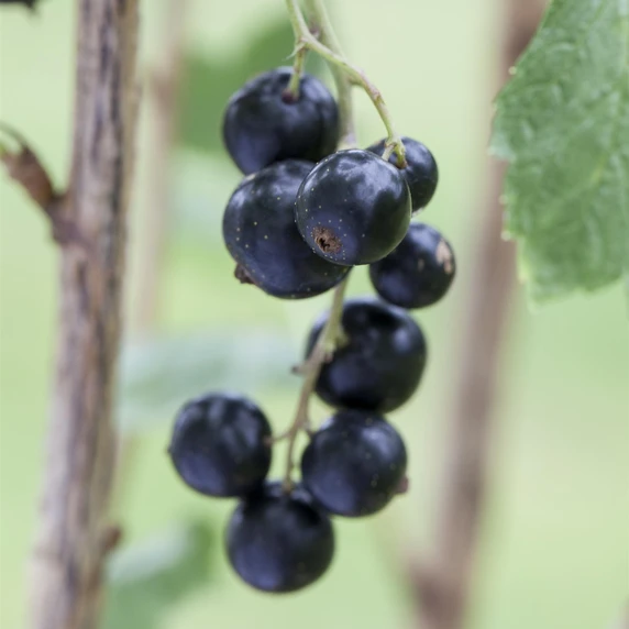 Blackcurrant 'Little Black Giant'