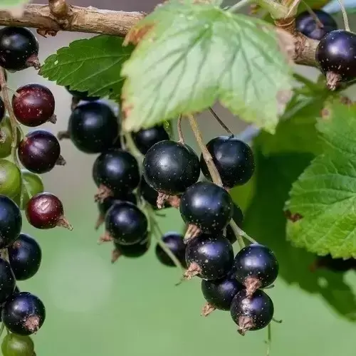 Blackcurrant 'Little Black Sugar'