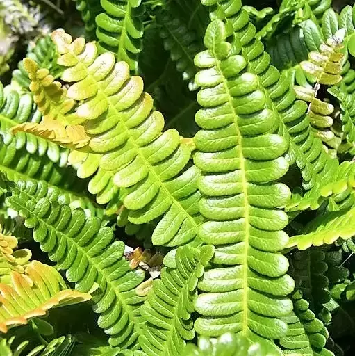 Blechnum penna-marina