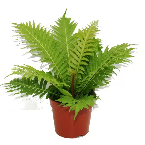 Blechnum 'Silver Lady' 12cm - image 2