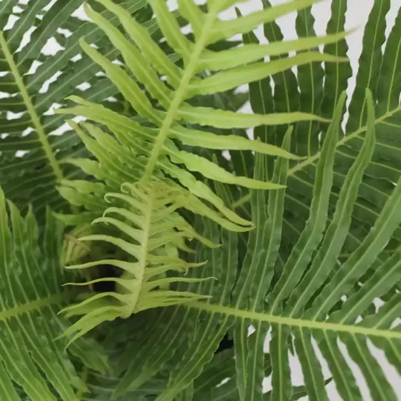 Blechnum 'Silver Lady' 12cm - image 1