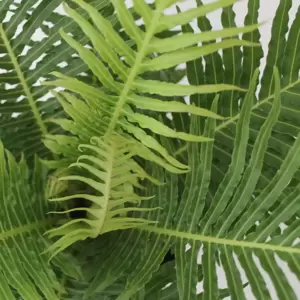 Blechnum 'Silver Lady' 12cm - image 1